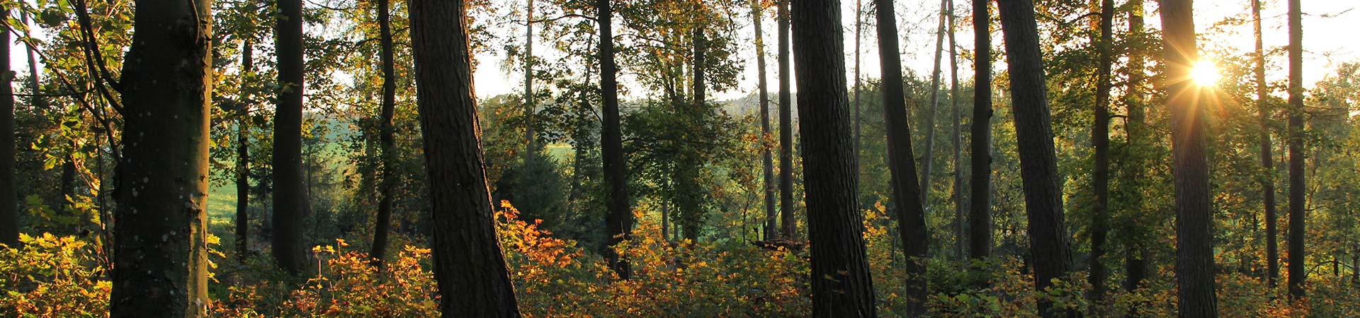 Bogenschützen